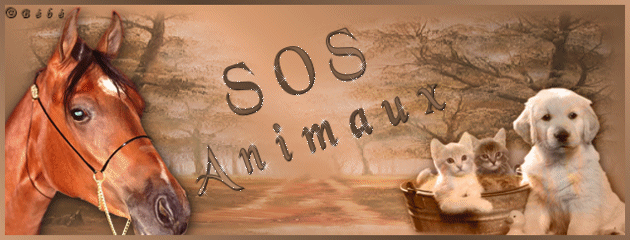 SOS ANIMAUX EN DANGER